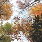 fall.colors
